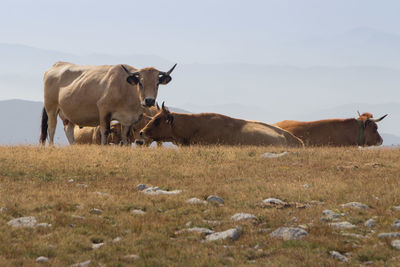 Cows standing in a field