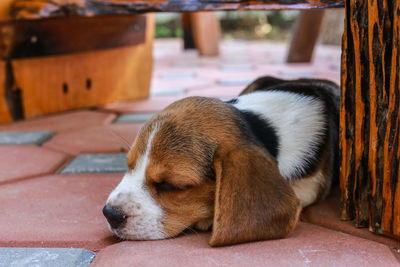 Close-up of dog sleeping on footpath