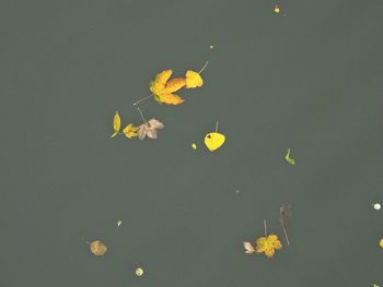 High angle view of yellow leaves floating on water