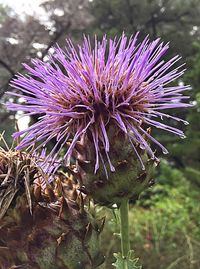 Close-up of thistle blooming on field