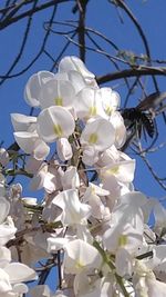 Low angle view of white flowers against sky