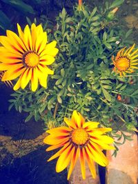 Close-up of sunflower blooming outdoors