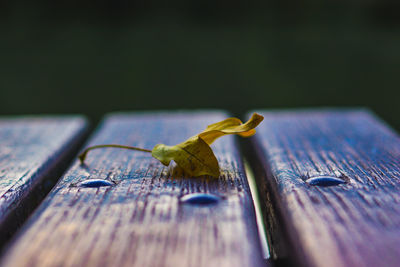 Close-up of an insect on table