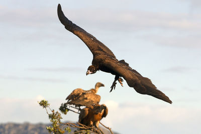 Dead bird flying against sky