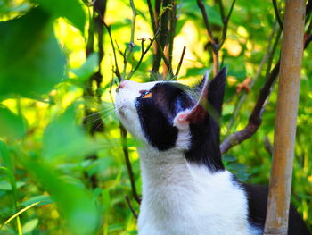 Close-up of a cat