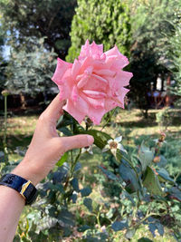 Close-up of hand holding pink rose flower