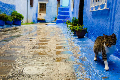 Cat on street amidst buildings in city