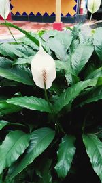 Close-up of flower growing outdoors