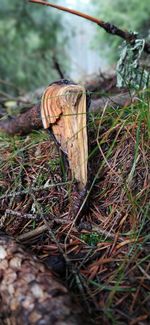 Close-up of mushroom growing on field