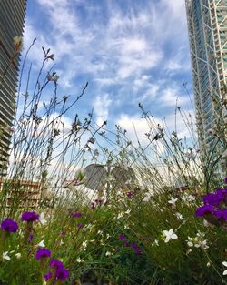 Low angle view of flowers blooming against sky