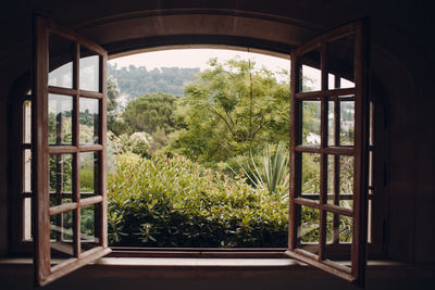 Plants growing in yard seen through window of house