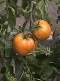 Red tomatoes ripening in vegetable garden