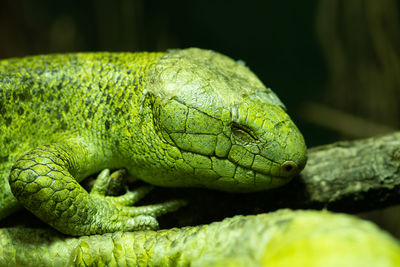 Close up portrait of a solomon islands skink in captivity