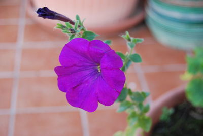 Close-up of purple flower in pot