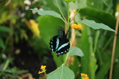 Close-up of butterfly pollinating on leaf
