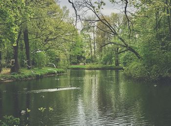 Scenic view of lake against trees in forest