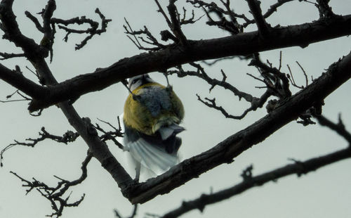 Low angle view of bird perching on tree against sky
