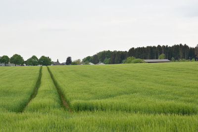 Scenic view of agricultural field against sky