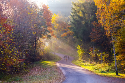 Stadtkyll 6th of november 2021 - path in the forest during autumn in landal wirfttal, germany