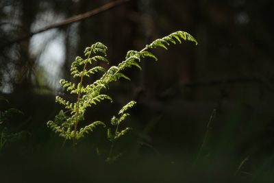 Close-up of fern leaves