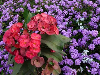 Close-up of pink flowers blooming outdoors