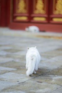 White cat sitting in a temple