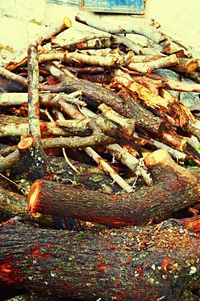 Close-up of tree stump