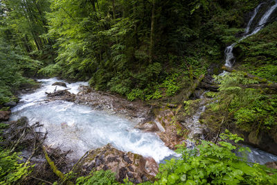 Stream flowing through rocks in forest