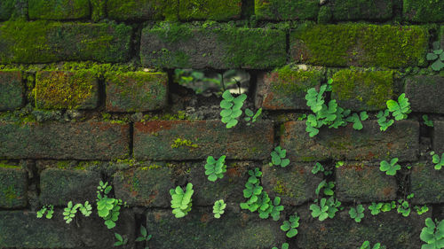 Full frame of moss on brick wall