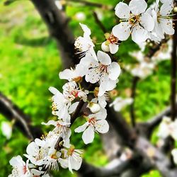 Close-up of white flowers blooming in park