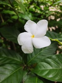 Close-up of white flower blooming outdoors