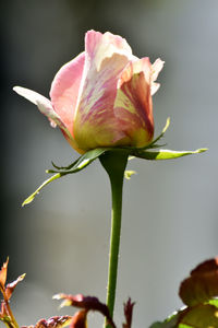 Close-up of red rose flower