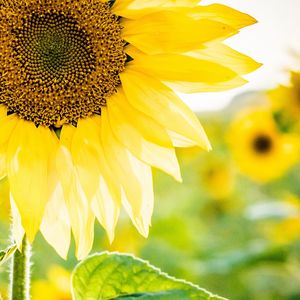 Close-up of yellow flowering plant
