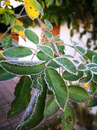 Close-up of water drops on plant