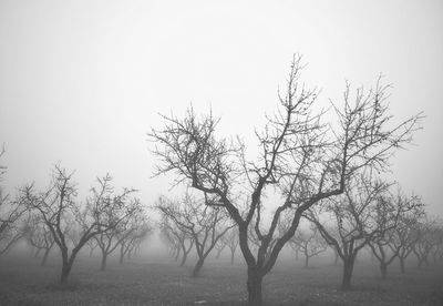 Bare trees on field against sky