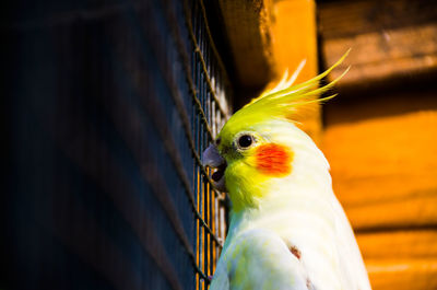 Close-up of bird perching outdoors