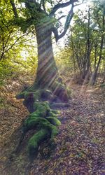 Trees growing in forest