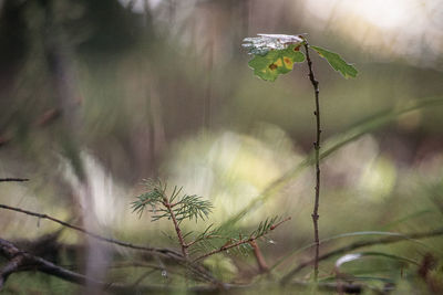 Close-up of red flowering plant