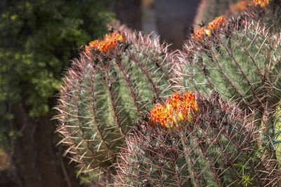 Close-up of succulent plant