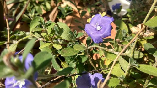 Close-up of purple flowers blooming outdoors