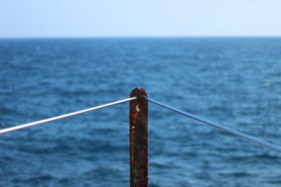 Close-up of bird against sea against clear sky