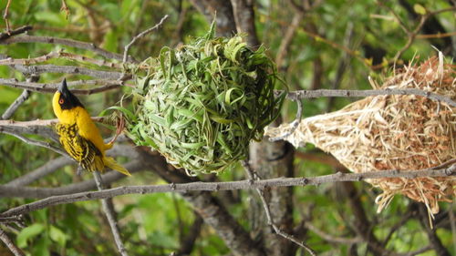 Close-up of bird perching on branch