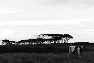 Cows grazing on grassy field