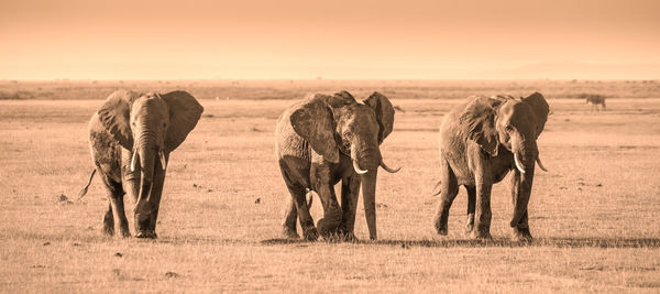 View of elephant on field during sunset