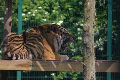 Tiger in zoo