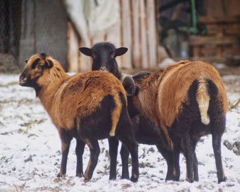 Cameroon sheep