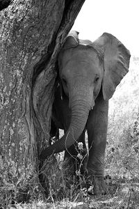 Elephant in a field