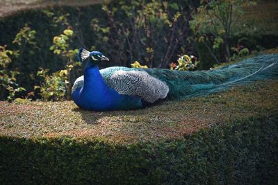 Close-up of peacock on top of a hedge