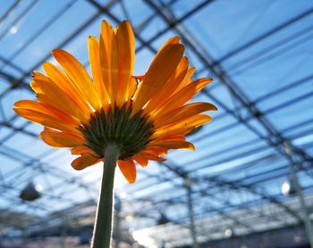 Close-up of yellow flower blooming against sky