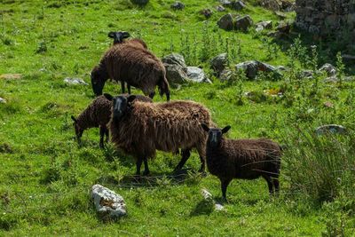 Sheep grazing on field
